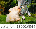 Two playful dogs tugging on rope toy outdoors 130016545