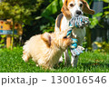 Beagle and puppy maltipoo TugofWar Fun in Garden 130016546