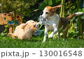Beagle and maltipoo Puppy Playing Tug of War Outdoors 130016548