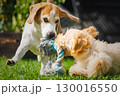 Beagle and maltipoo Puppy Tug of War 130016550