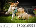 Two Dogs Playing TugofWar in Garden 130016553