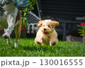 Happy Puppy Running in the Grass with Dog Toy 130016555