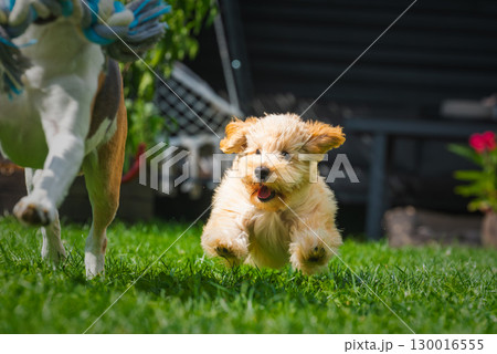Happy Puppy Running in the Grass with Dog Toy 130016555