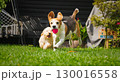 Beagle and Maltipoo Puppies Playing Fetch in Backyard 130016558
