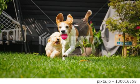 Beagle and Maltipoo Puppies Playing Fetch in Backyard 130016558