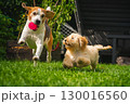 Beagle and Maltipoo Puppy Playing Fetch in Backyard 130016560