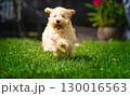 Happy Fluffy Maltipoo Puppy Running in Grass 130016563