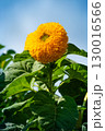 Fuzzy Yellow Sunflower Against Blue Sky 130016566