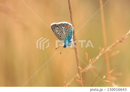 Brown Argus Butterfly (Aricia agestis calida) flying in summer field. European common blue (Polyommatus icarus), side view 130016643