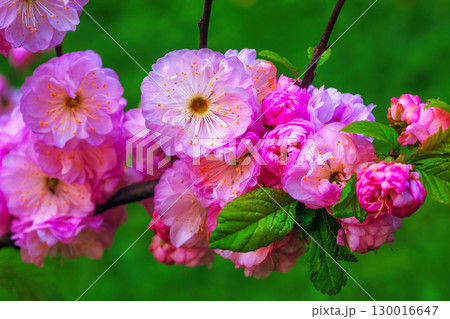 Beautiful pink japanese Rosebud cherry flowers by blur green background Beautiful pink japanese Rosebud cherry flowers by blur green background 130016647