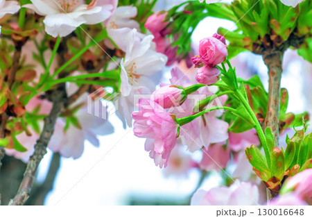Pink cherry blossoms growing in an arch in spring garden close up Pink cherry blossoms growing in an arch in spring garden close up 130016648