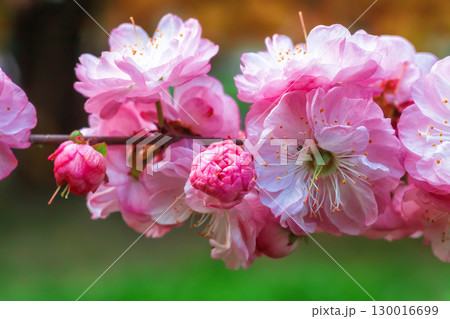 Pink flowers on bloom sakura in spring garden close up, soft focus 130016699