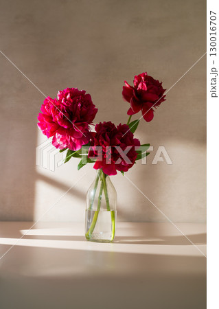 Red peony flower in a vase. Blooming peony flower, neutral background Red peony flower in a vase. Blooming peony flower, neutral background 130016707