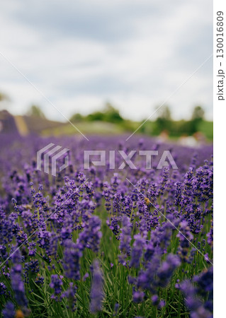 Honeybee collecting nectar on blooming lavender flowers in field, with blurred background of trees and cloudy sky, creating serene and natural scene. Honeybee gathering nectar from vibrant lavender 130016809