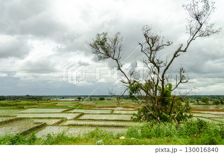 Paddy fields cultivated in a traditional way in rural India Paddy fields cultivated in a traditional way in rural India 130016840