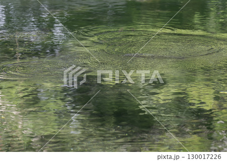 清らかな池の水に映る木々の緑と波紋 130017226