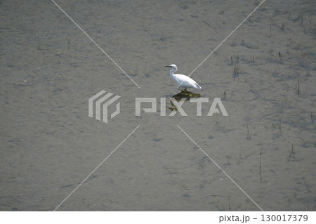 鷺 130017379