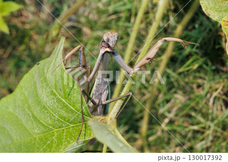 カマキリの威嚇 130017392