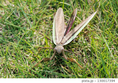 カマキリの威嚇 カマキリの威嚇 130017394