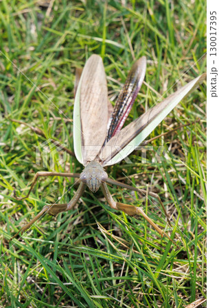 カマキリの威嚇 130017395