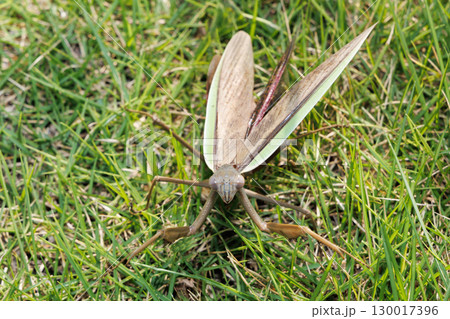カマキリの威嚇 カマキリの威嚇 130017396
