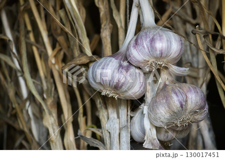 Freshly Harvested Garlic Bulbs Hung for Drying and Storage 130017451