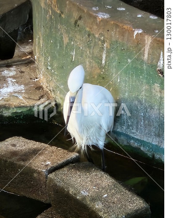 white swan in lake 130017803