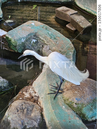 white heron in flight 130017806