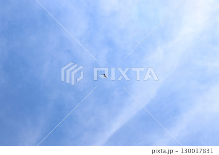 青空　薄い雲　トンビ　空のみ 130017831