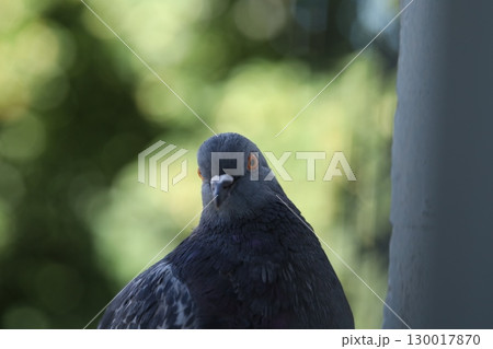 Funny pigeon. Female Pigeon closeup portrait, pigeon beautiful photography, animal head 130017870