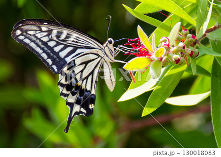 ブラシノキに留まるナミアゲハ 130018083