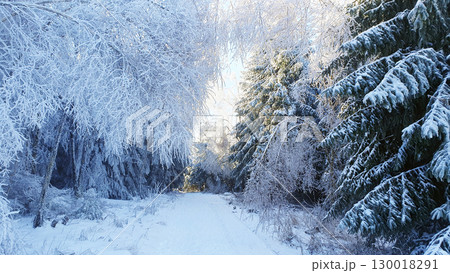 Sunlight on green trees in winter forest. Much  snow and ice on the spruce branches in cold weather. 130018291