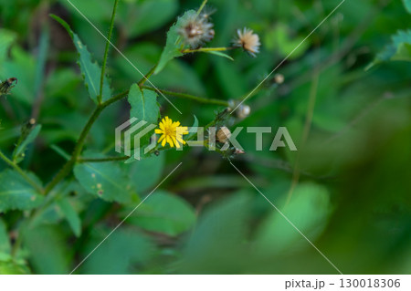 大山ユートピアコースの花々　コゾウリナ2　鳥取県西伯郡大山町 130018306