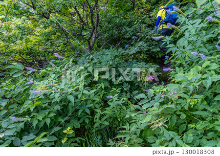 大山ユートピアコースの花々 登山道脇を彩る花々 鳥取県西伯郡大山町 大山ユートピアコースの花々 登山道脇を彩る花々 鳥取県西伯郡大山町 130018308
