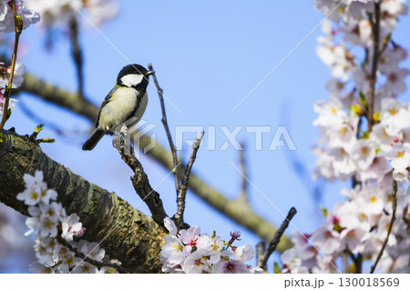 シジュウカラと桜 シジュウカラと桜 130018569