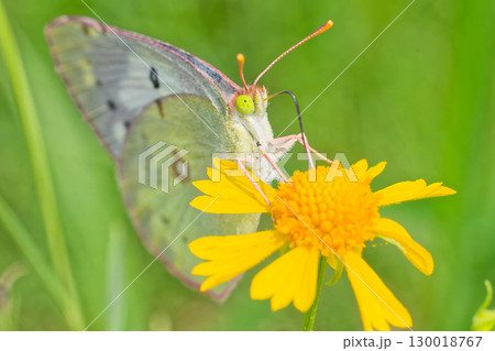 花の蜜を吸うモンキチョウ白色型 花の蜜を吸うモンキチョウ白色型 130018767