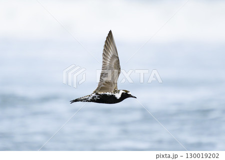 ムナグロ夏羽の飛翔 130019202