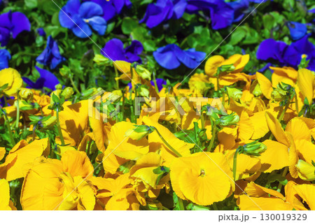 Flower bed with growing yellow, blue pansies. Colorful Viola wirttrockiana flowers Flower bed with growing yellow, blue pansies. Colorful Viola wirttrockiana flowers 130019329