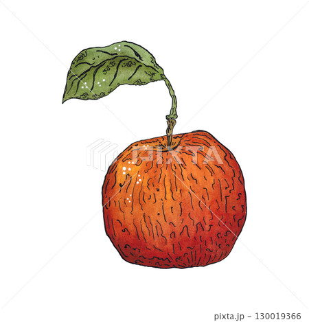 Red ripe apple with green leaf. Watercolor hand drawn illustration. Drawing for stickers, cards, scrapbooking. Plants, harvest, fruit, autumn, food, dessert Red ripe apple with green leaf. Watercolor hand drawn illustration. Drawing for stickers, cards, scrapbooking. Plants, harvest, fruit, autumn, food, dessert 130019366