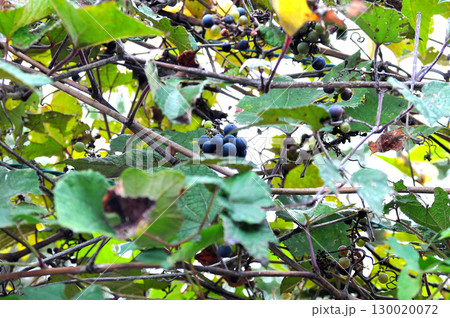 野に自生している葡萄 130020072