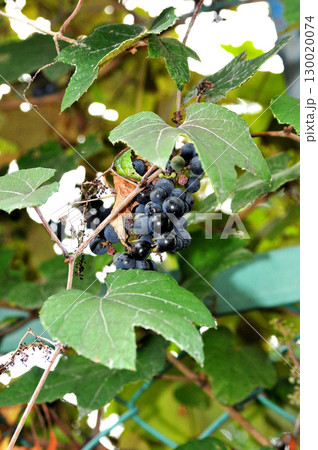 野に自生している葡萄 130020074