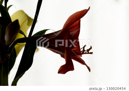 アマリリス 130020454