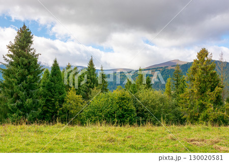 forest in mountain landscape with cloudy sky. alps of ukraine. beautiful nature travel background. scenic view of alpine countryside. coniferous trees on the hill in early autumn 130020581