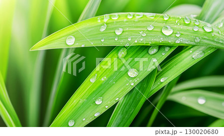 Closeup of dew drenched green leaves in nature scene. Closeup of dew drenched green leaves in nature scene. 130020680