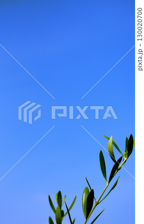 オリーブと青空 130020700