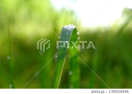 朝露に濡れる草の葉 朝露に濡れる草の葉 130020846
