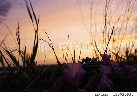 夕日に照らされる花 130020930