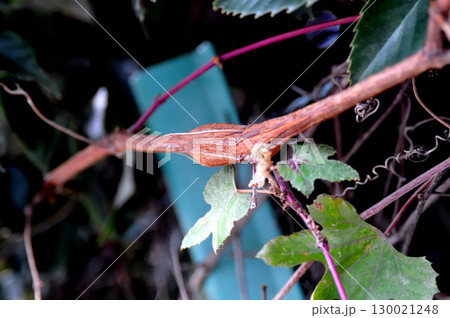 野ブドウの蔓に巣食ったブドウムシの巣 130021248