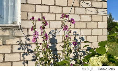 Purple Hollyhocks in Bloom Against a Brick Wall Purple Hollyhocks in Bloom Against a Brick Wall 130021263