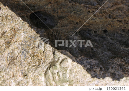 Ancient Trilobite Fossil Embedded in Textured Rock Surface with Shadows 130021361